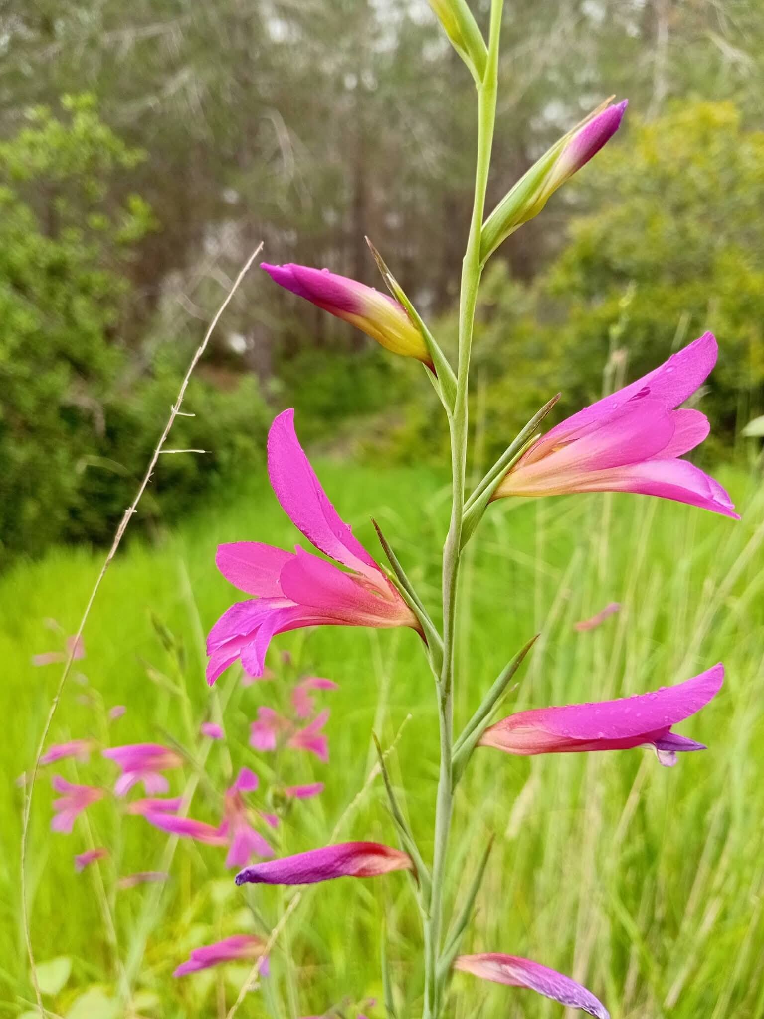 Osmaniye’de Kartpostallık Görüntüler (4)