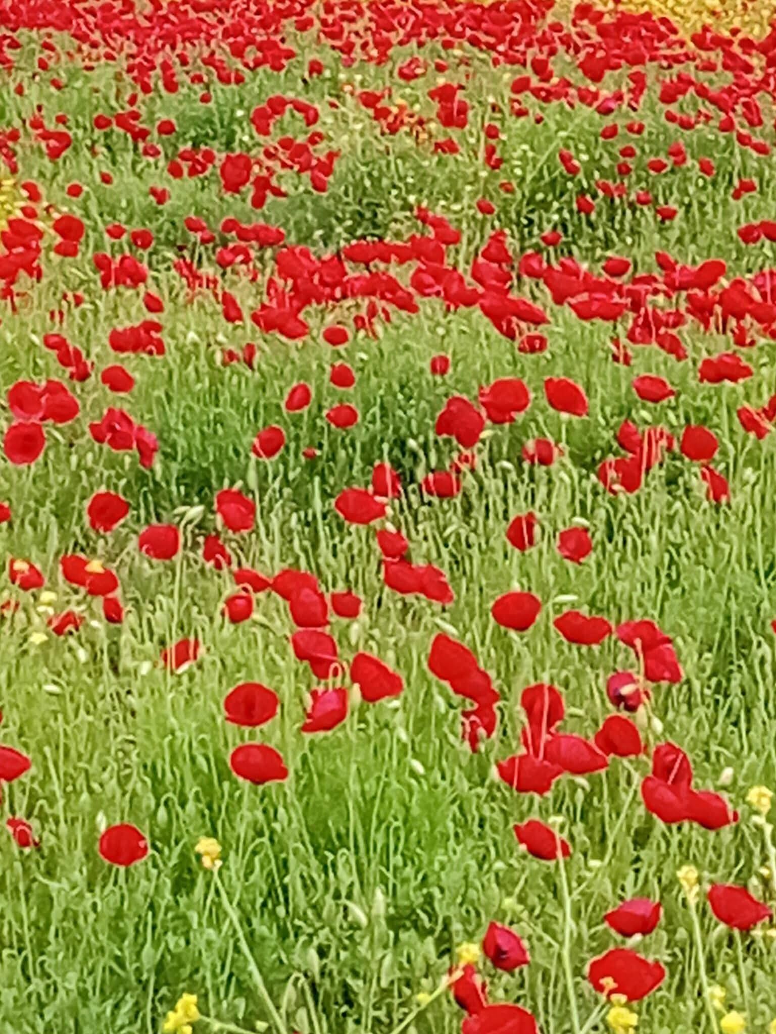 Osmaniye’de Kartpostallık Görüntüler (6)