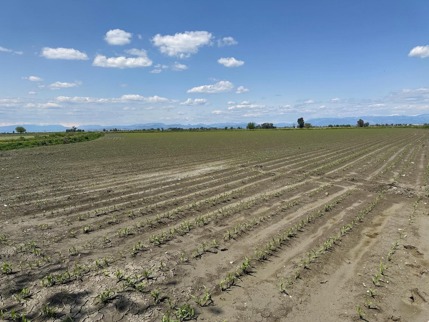 Osmaniye’de Tarlalar Tek Tek Inceleniyor (3)