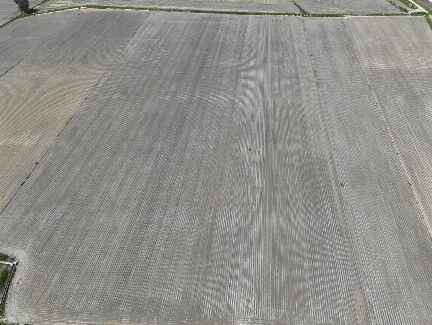 Osmaniye’de Tarlalar Tek Tek Inceleniyor (5)