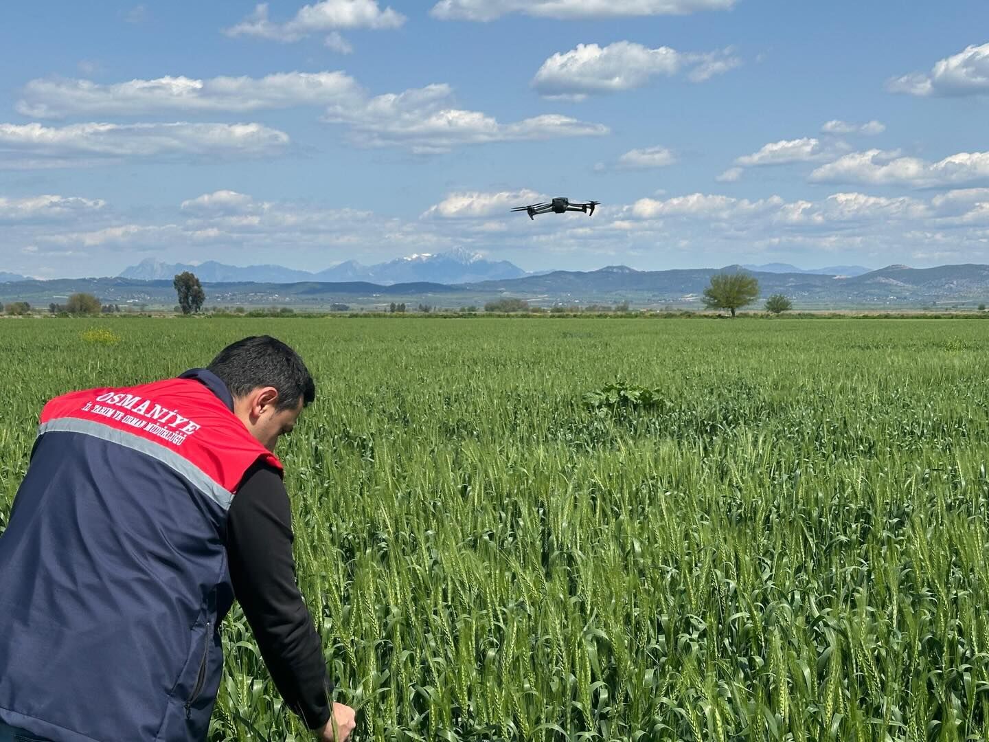 Osmaniye’de Tarlalar Tek Tek Inceleniyor (6)