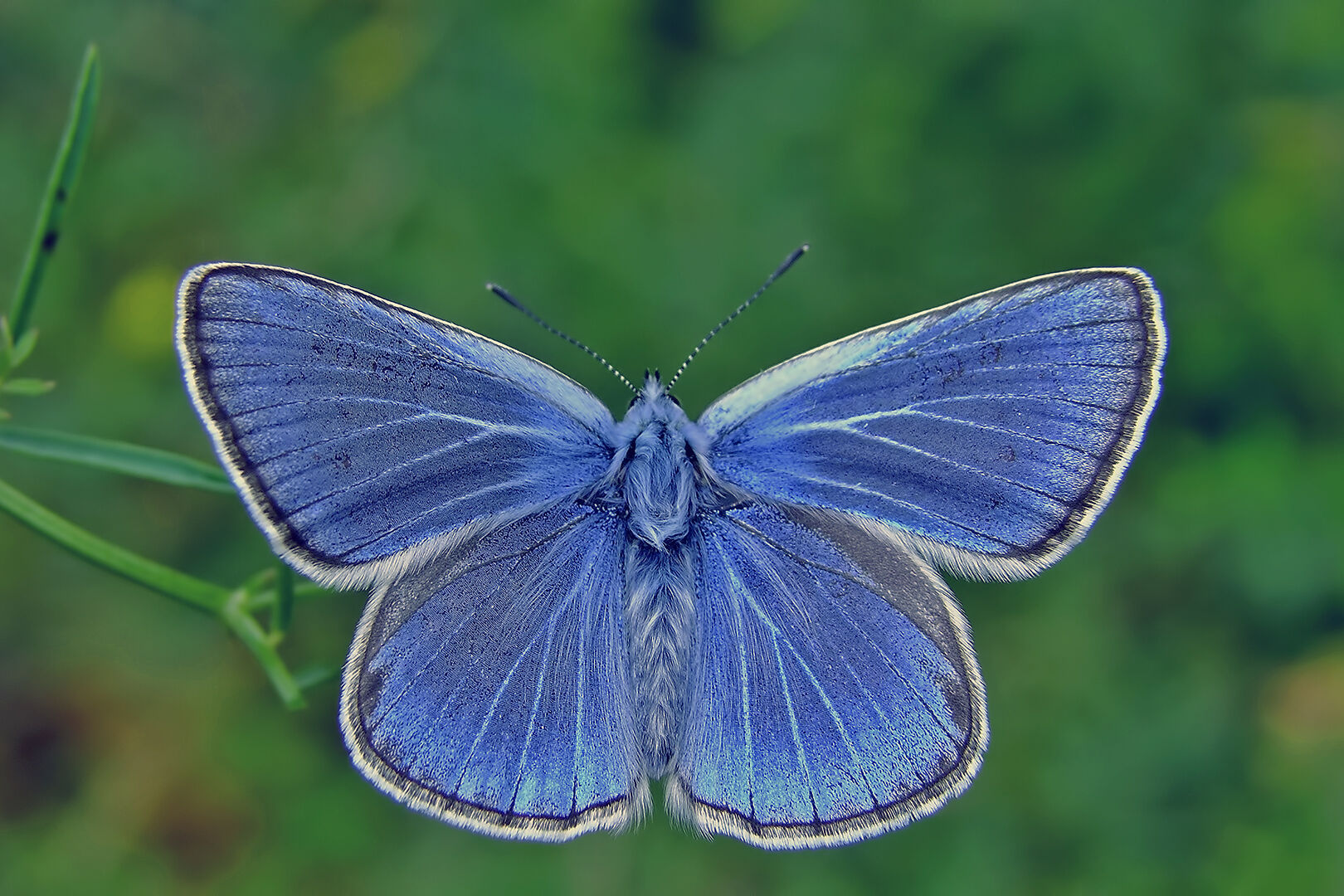 Saimbeyli Mavisi’nden Amanoslar’ın Gizli Hazinesine (2)
