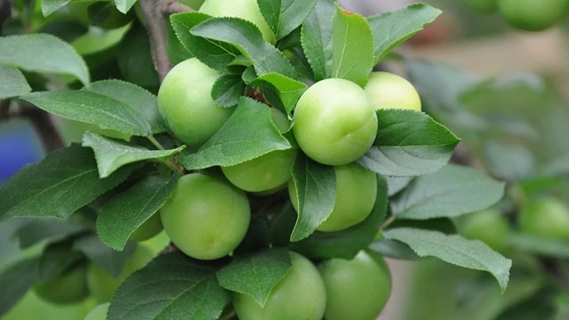 Silifke’de Erik Bereketi Fiyatları Rekor Kırıyor (2)