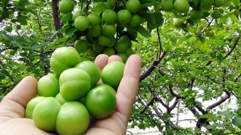 Silifke’de Erik Bereketi Fiyatları Rekor Kırıyor (3)