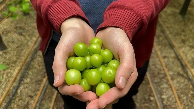 Silifke’de Erik Bereketi Fiyatları Rekor Kırıyor (4)