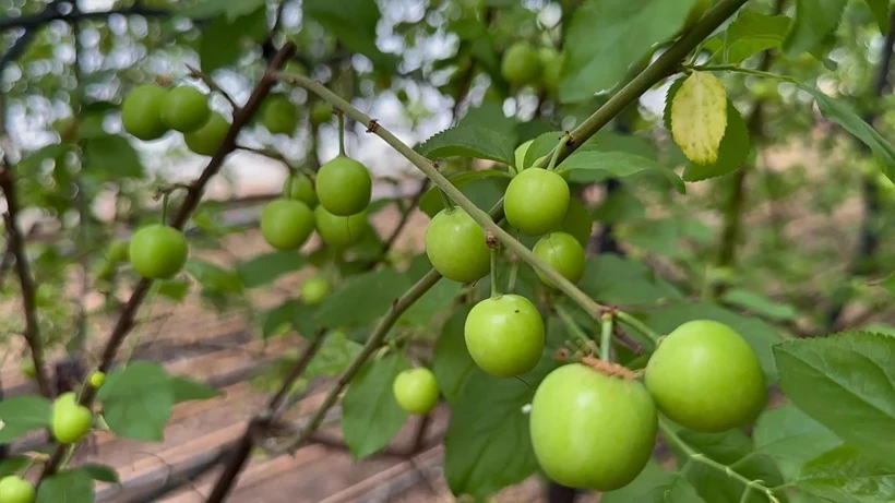 Silifke’de Erik Bereketi Fiyatları Rekor Kırıyor (5)