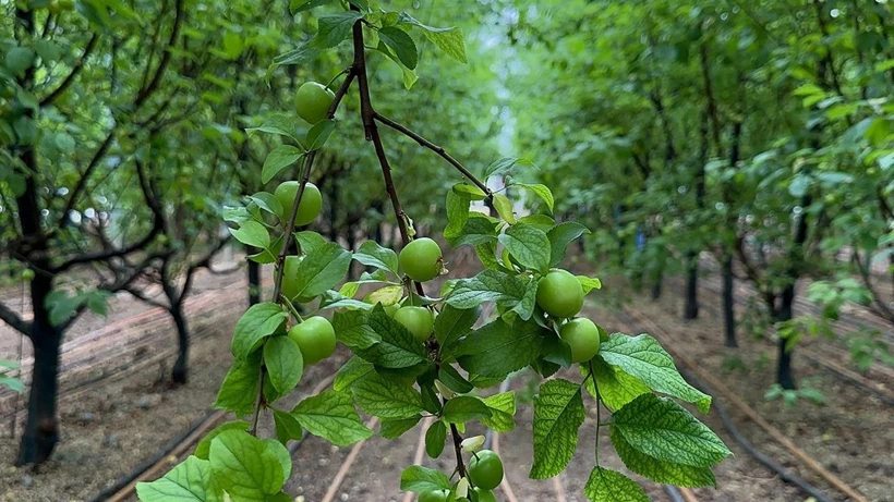 Silifke’de Erik Bereketi Fiyatları Rekor Kırıyor (6)