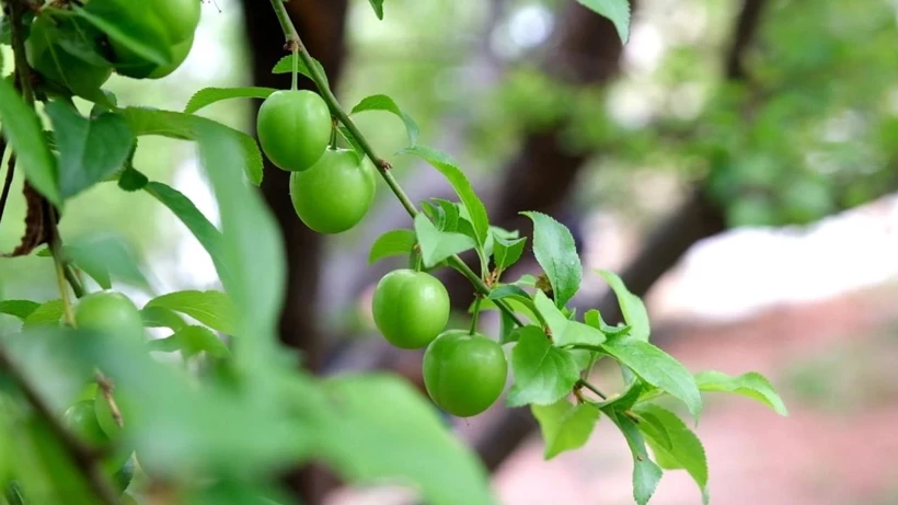 Silifke’de Erik Bereketi Fiyatları Rekor Kırıyor (7)