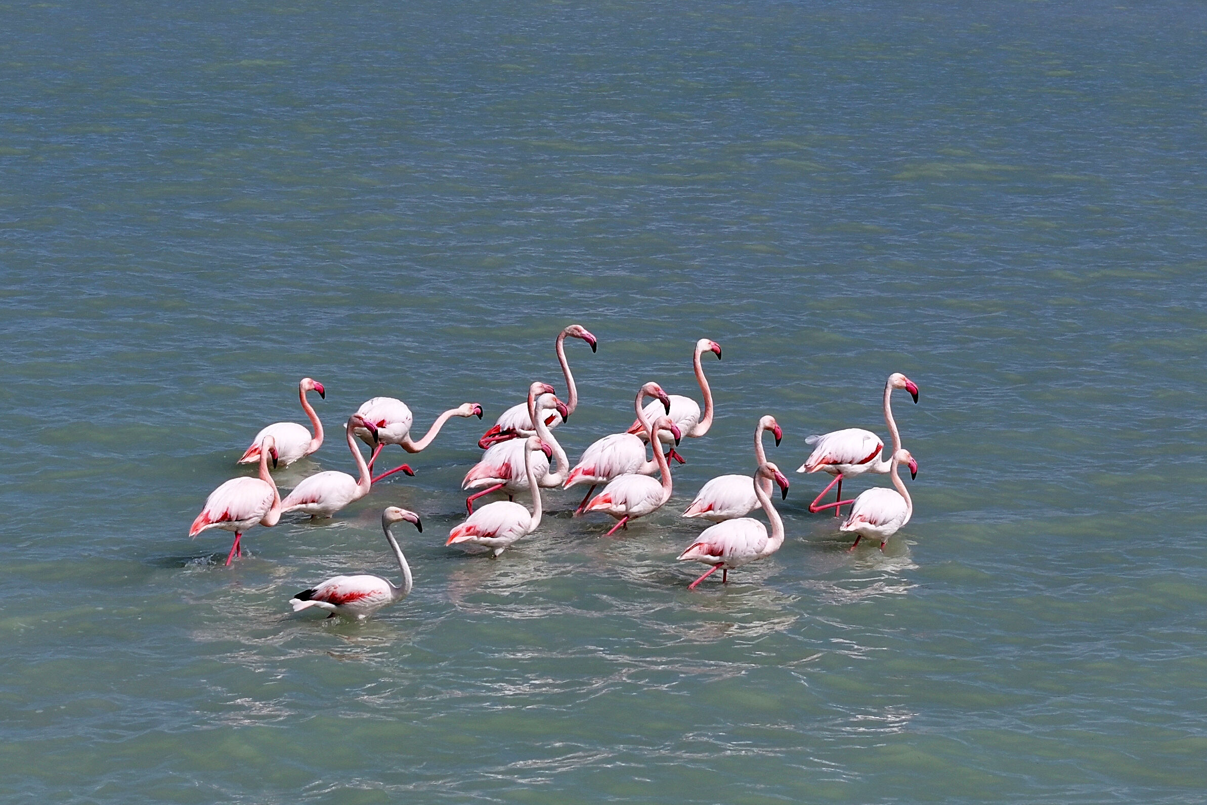 Son Yağışlarla Su Tutan Seyfe Gölü'nde Kuşlar Yeniden Konaklamaya Başladı