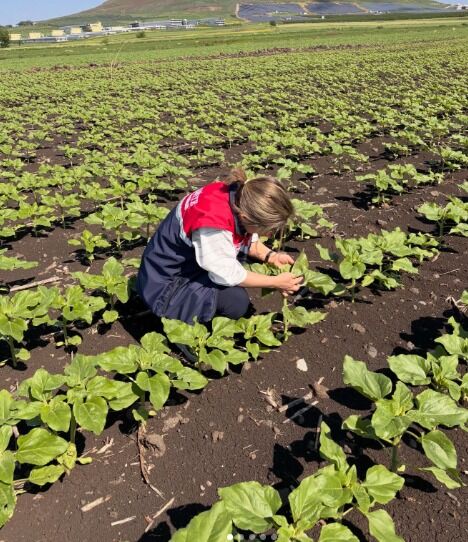 Toprakkale Ay Çiçeği Ekim