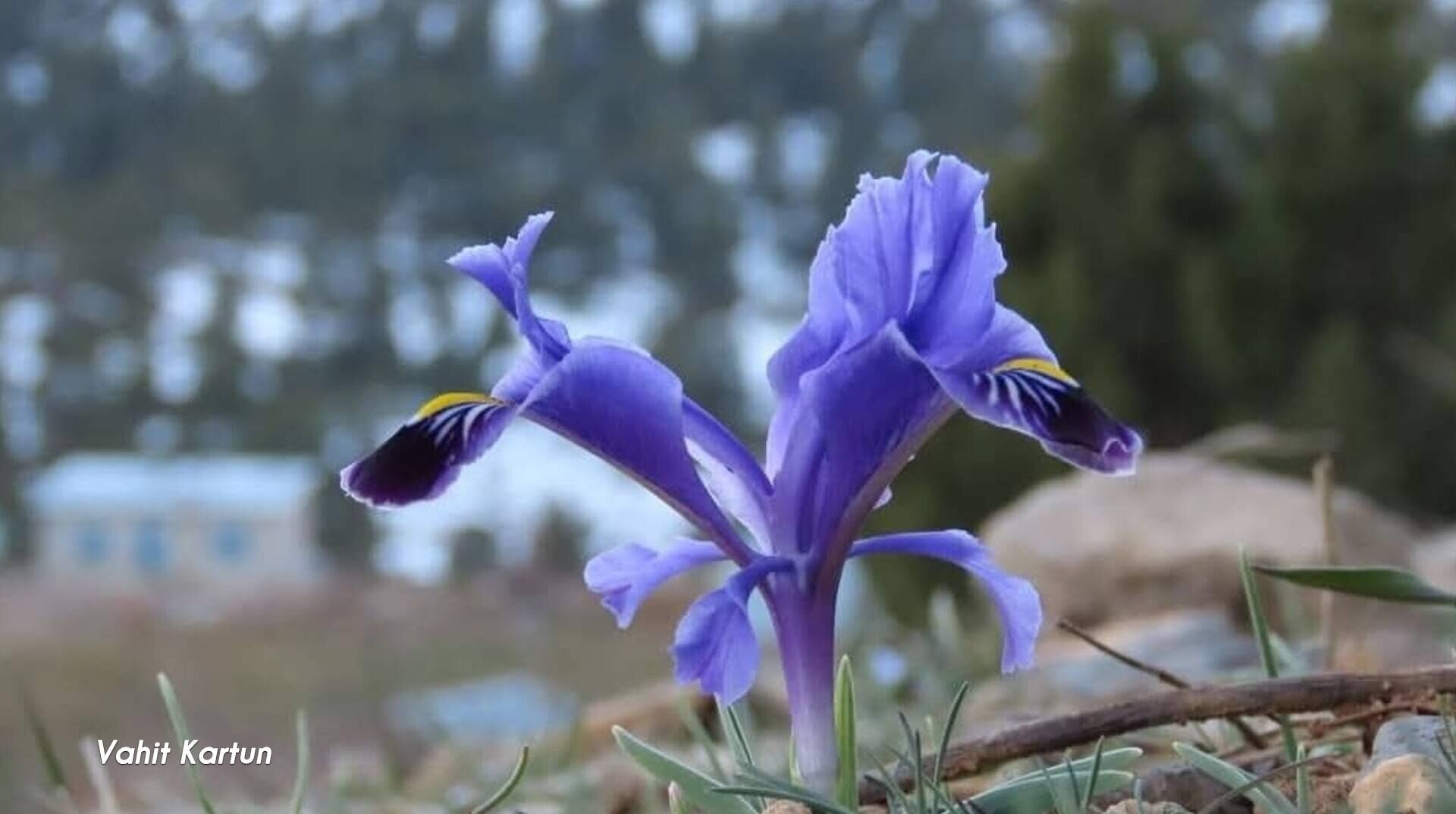 Toros Dağları Baharı Büyülüyor (3)