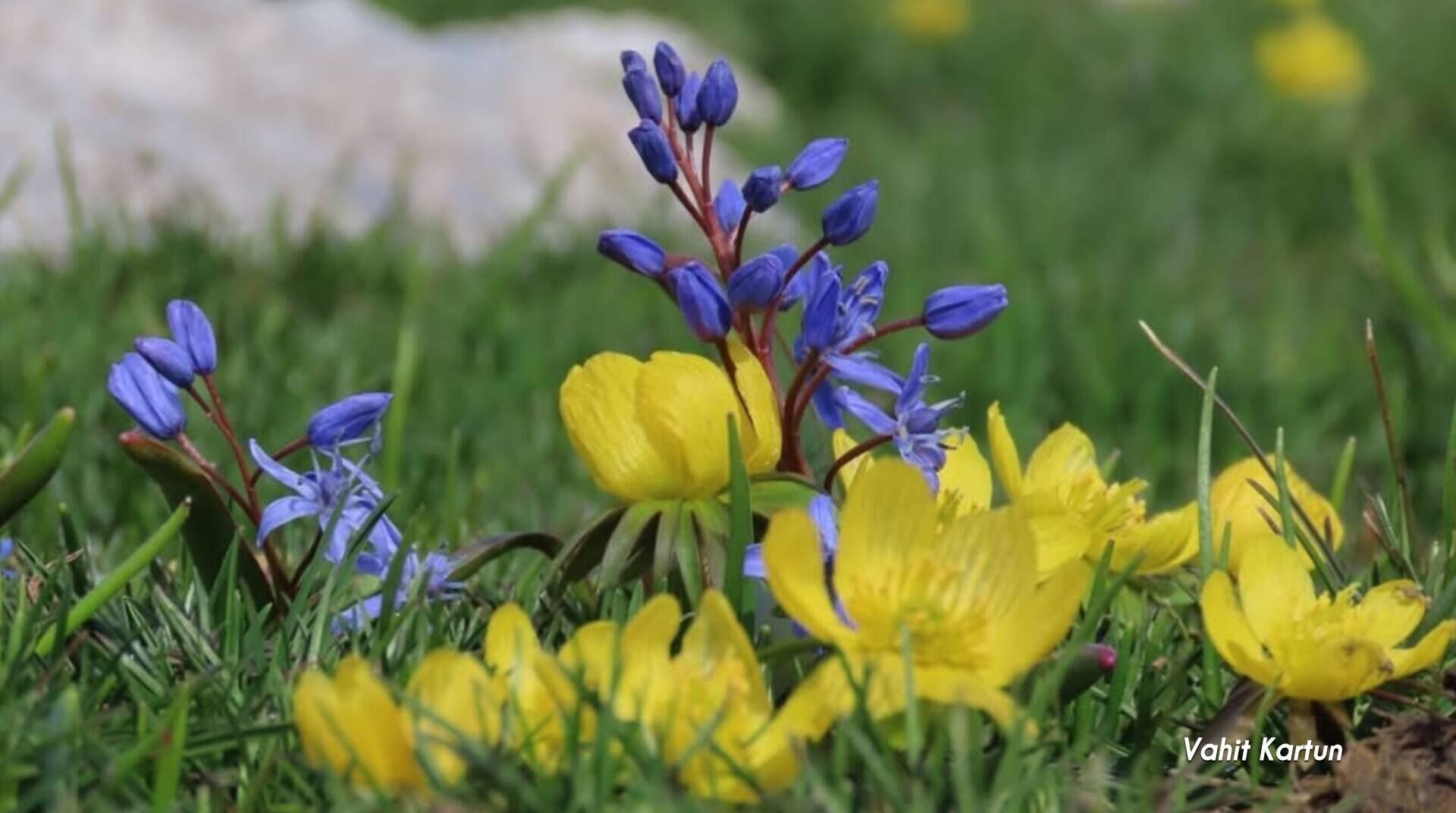 Toros Dağları Baharı Büyülüyor (4)