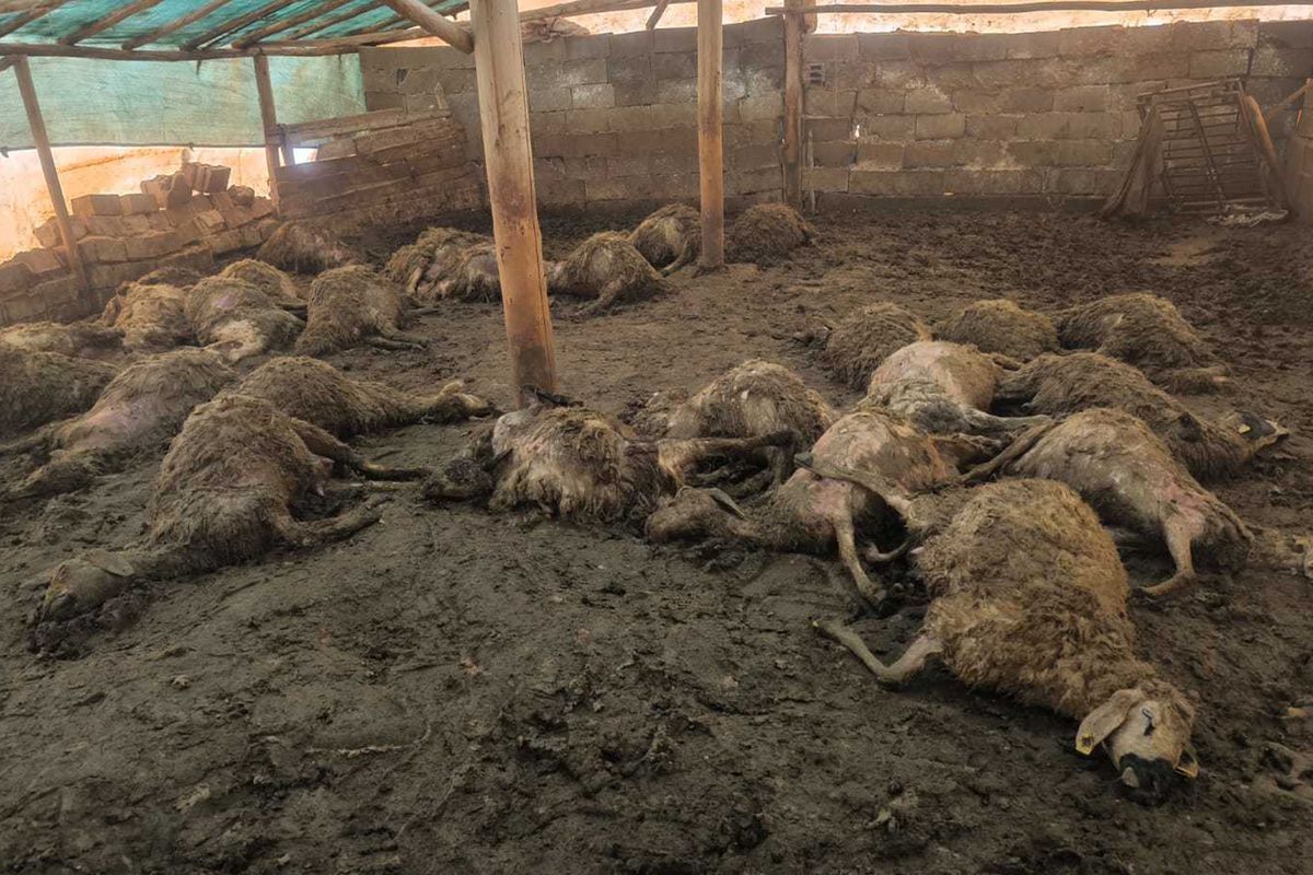 Ureticinin Tum Birikimi Bir Gecede Yok Oldu 0B20732Aab Amp