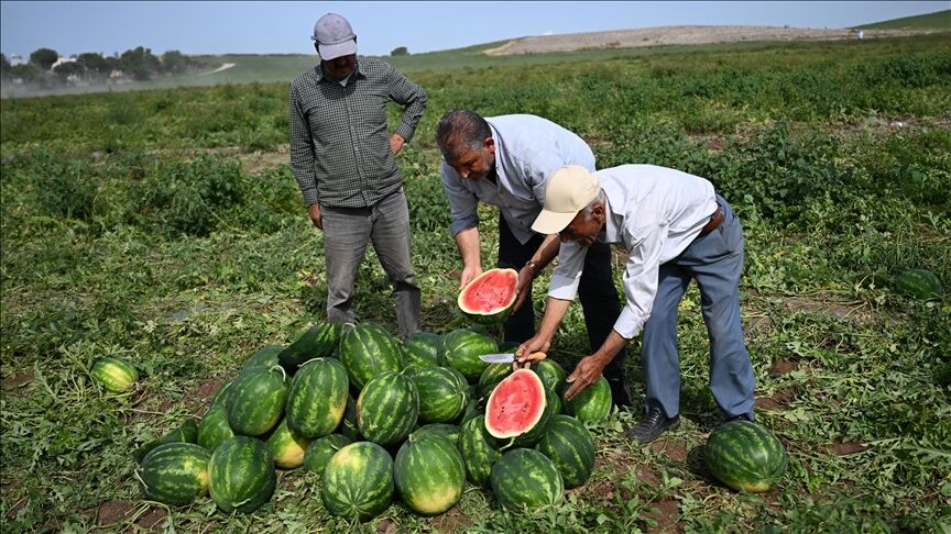 Adana Karpuz