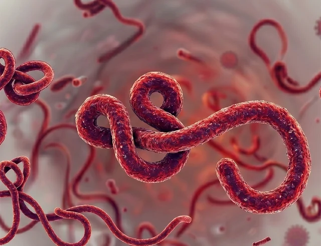 Ebola Virüsü1