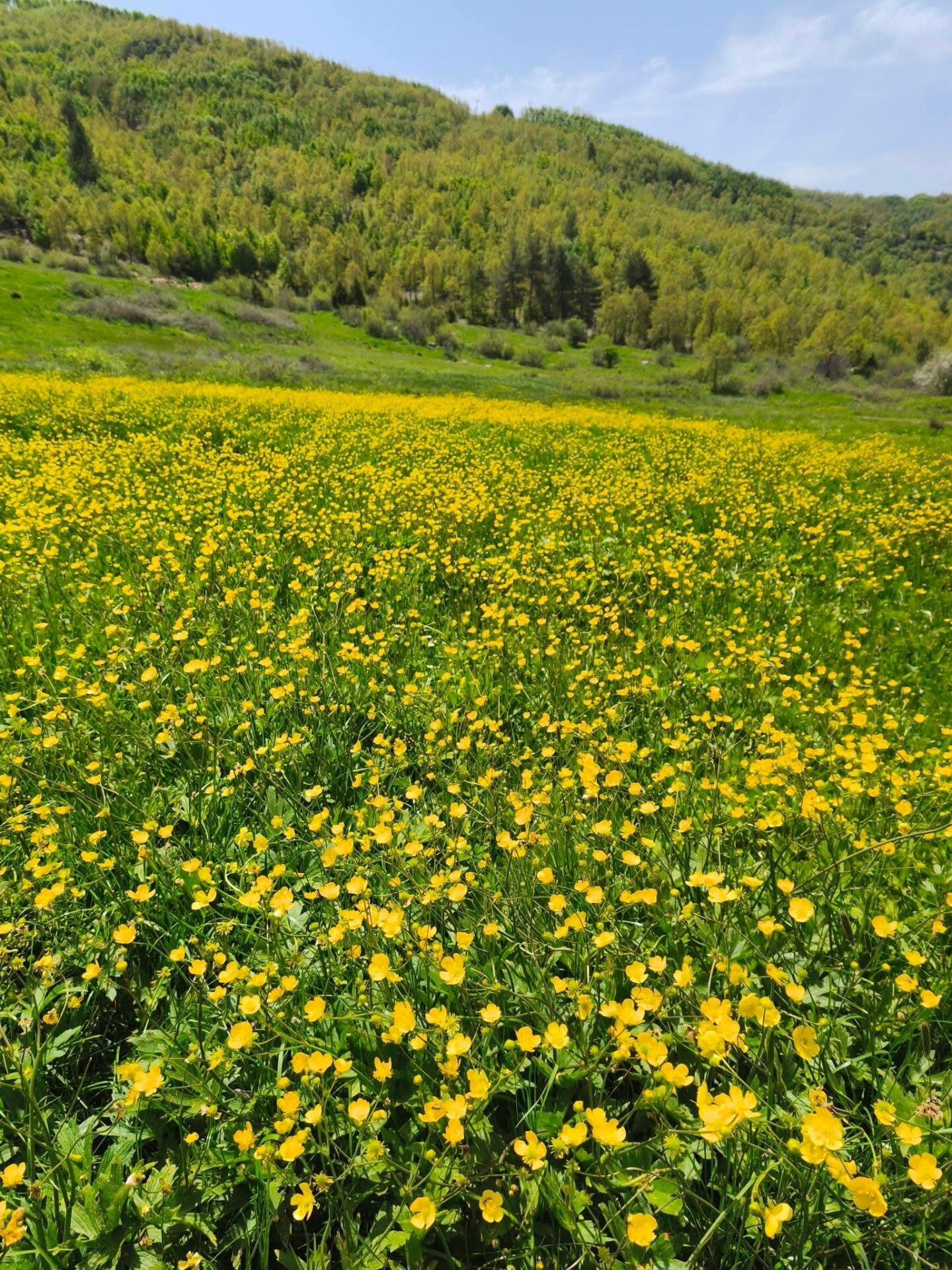 Osmaniye Bahçe Bahar1