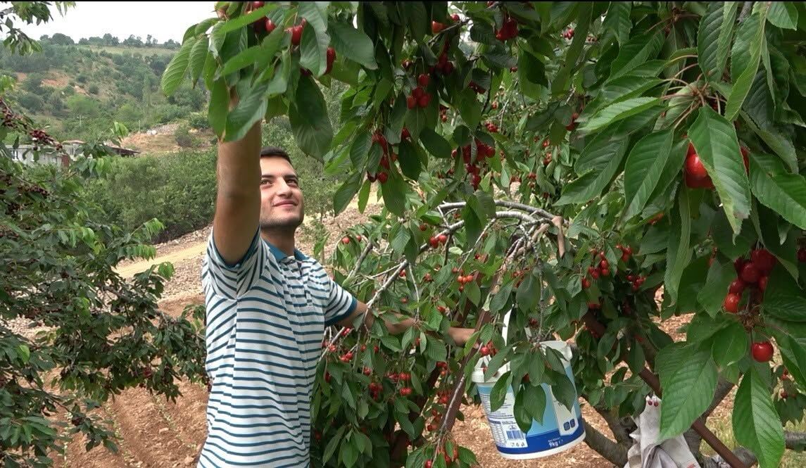 Bahçe'de Kiraz Hasadı Başladı, Üretici Pazar Bekliyor (2)