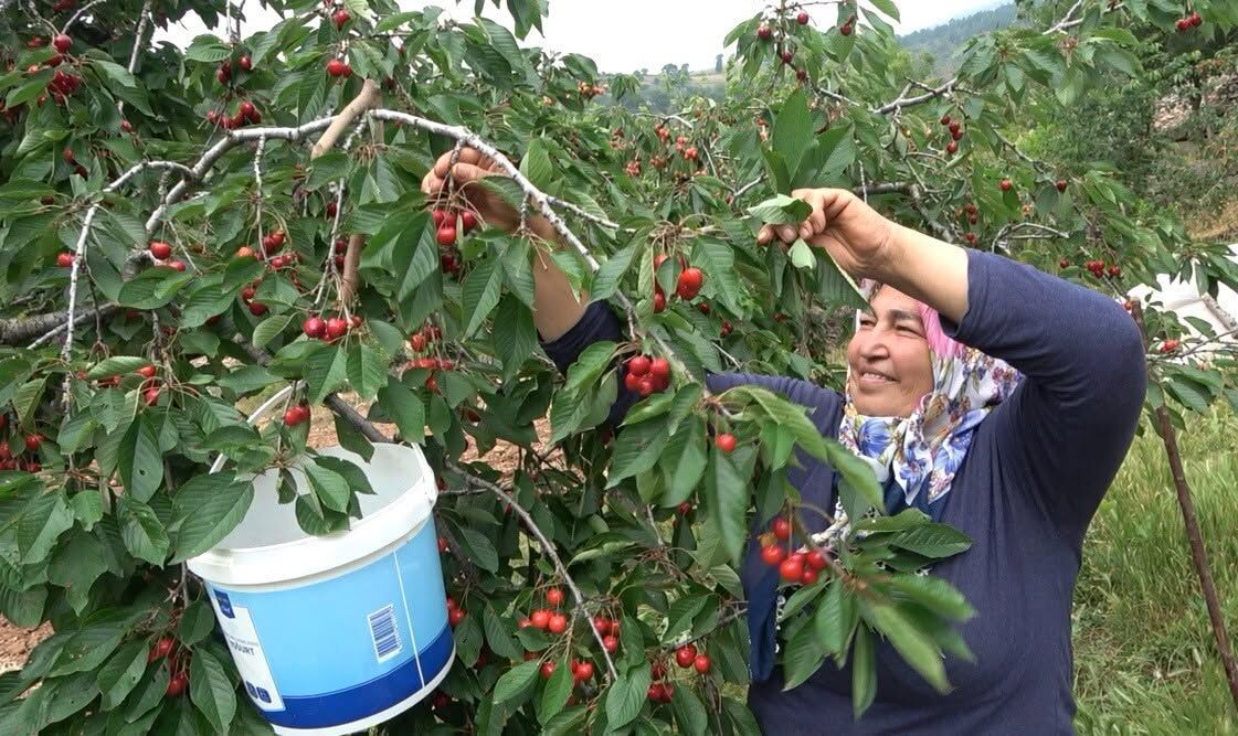 Bahçe'de Kiraz Hasadı Başladı, Üretici Pazar Bekliyor (5)