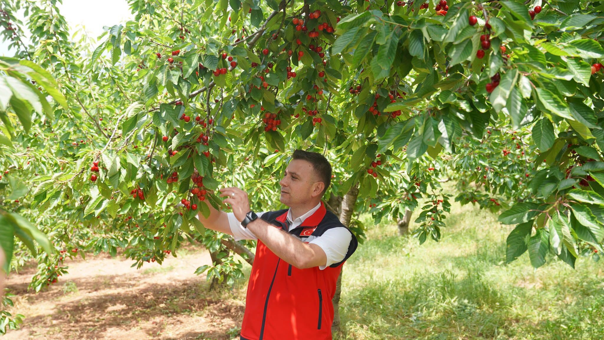 Bahçe’de Kiraz Hasadı Coşkusu Üreticilerle Gerçekleşti3