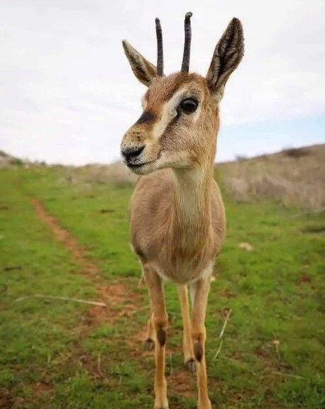Gazella Gazella1
