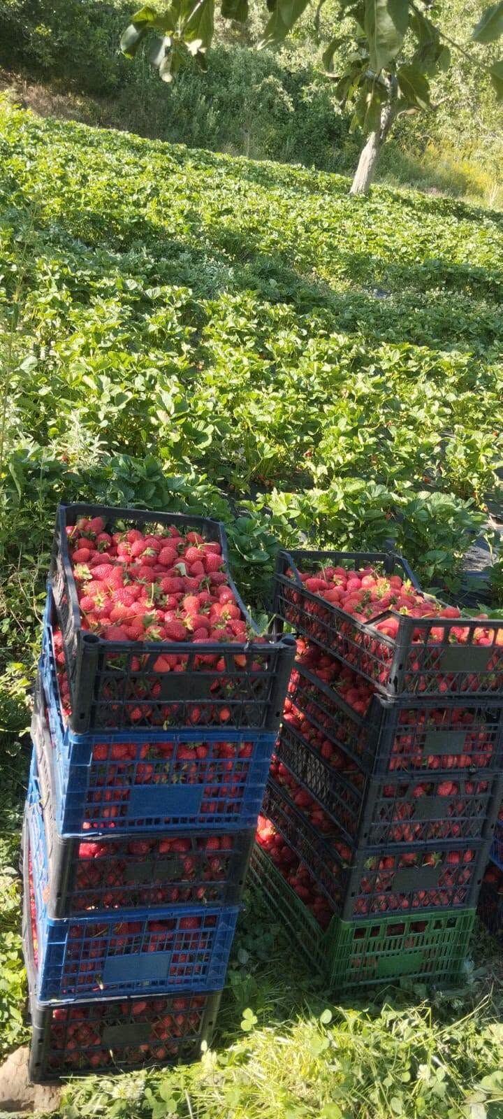 Gaziantep İslahiye Hınzırlı’da Çilek Hasadı Başladı2