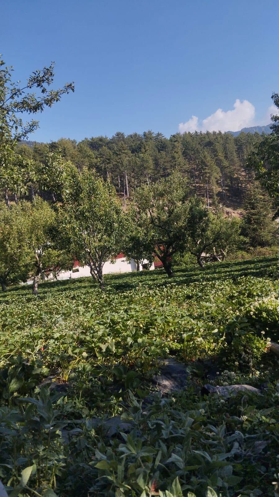 Gaziantep İslahiye Hınzırlı’da Çilek Hasadı Başladı3