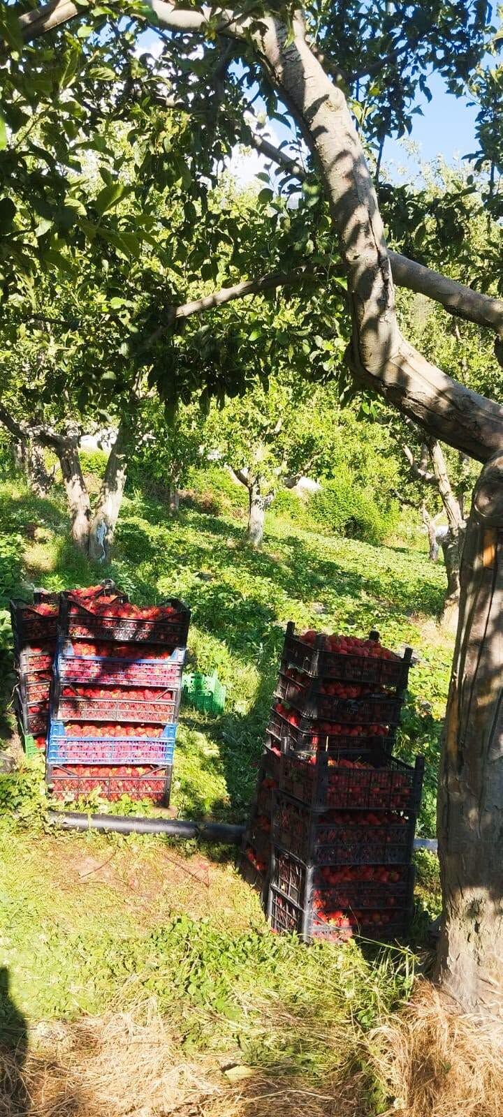 Gaziantep İslahiye Hınzırlı’da Çilek Hasadı Başladı6