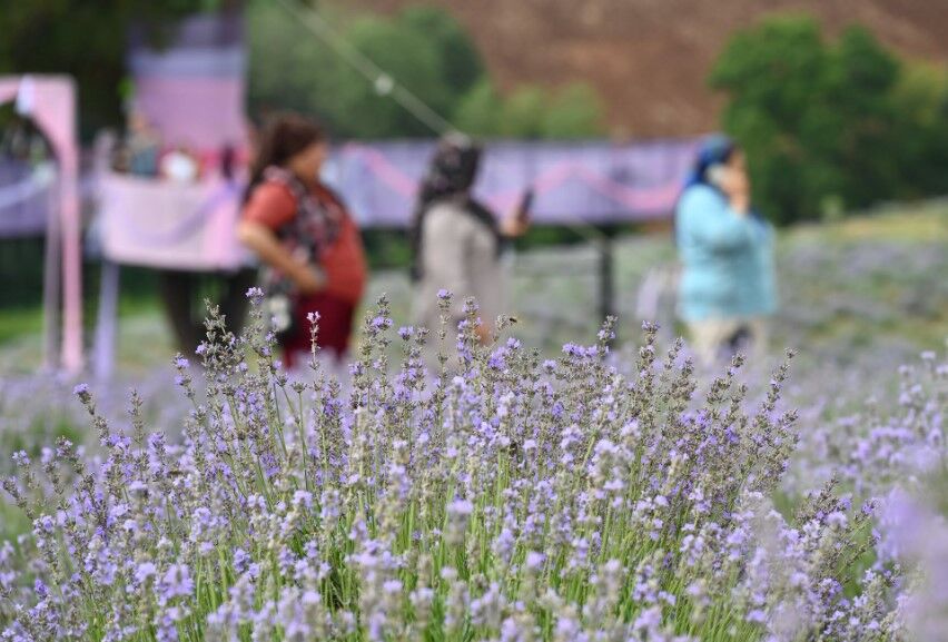 Kadirli Lavanta Festival 4