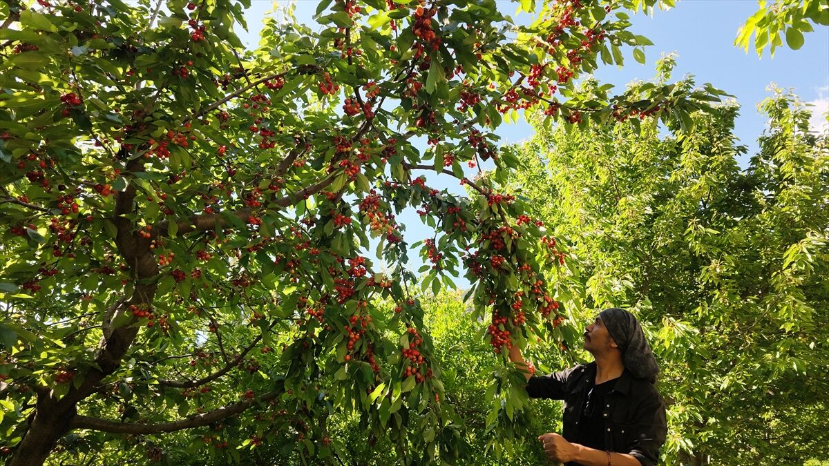 Manavgat'ta Erkenci Kiraz Hasadı Başladı