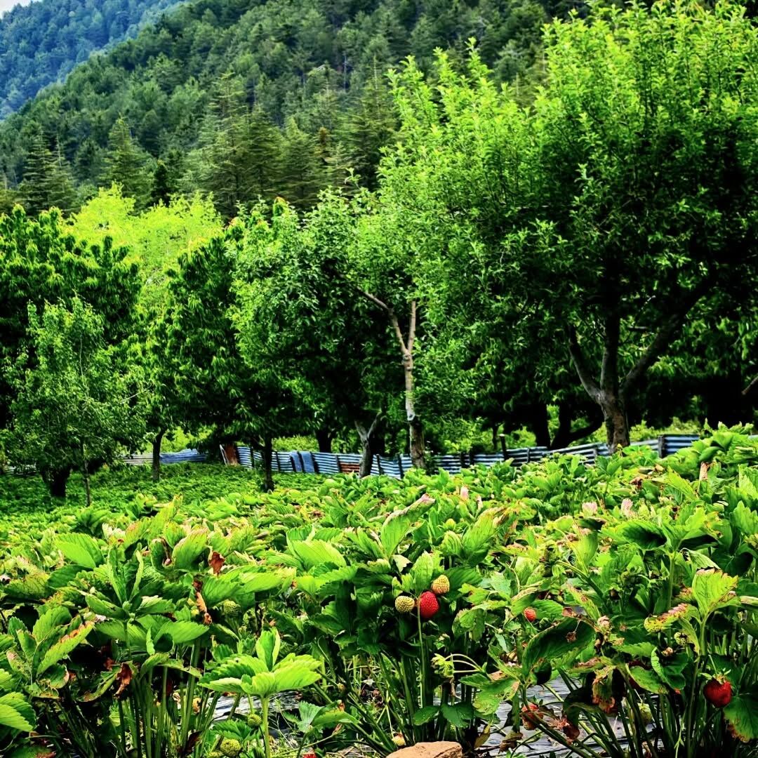 Muhittin Nalbant Objektifinden Osmaniye'nin Saklı Cenneti (9)