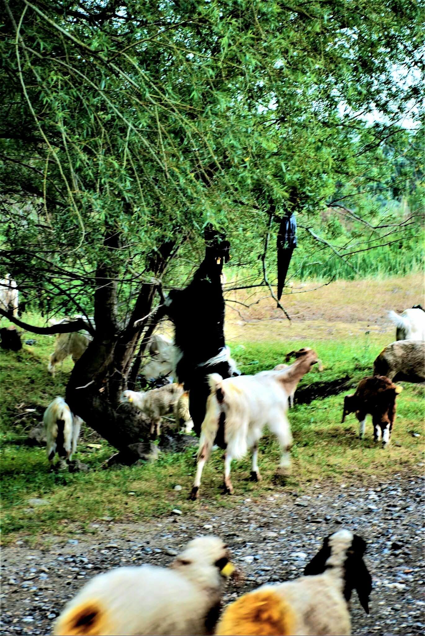 Osmaniye’de Dut Zamanı Ceyhan Nehri Kıyısında Bereket 2
