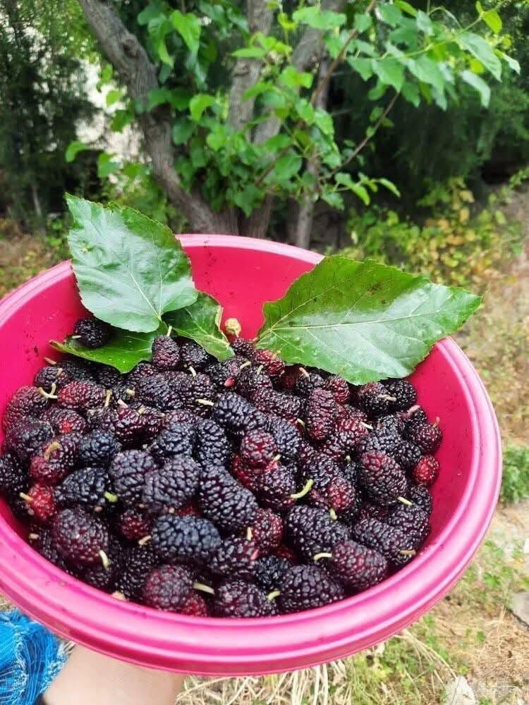 Osmaniye’de Dut Zamanı Ceyhan Nehri Kıyısında Bereket 3