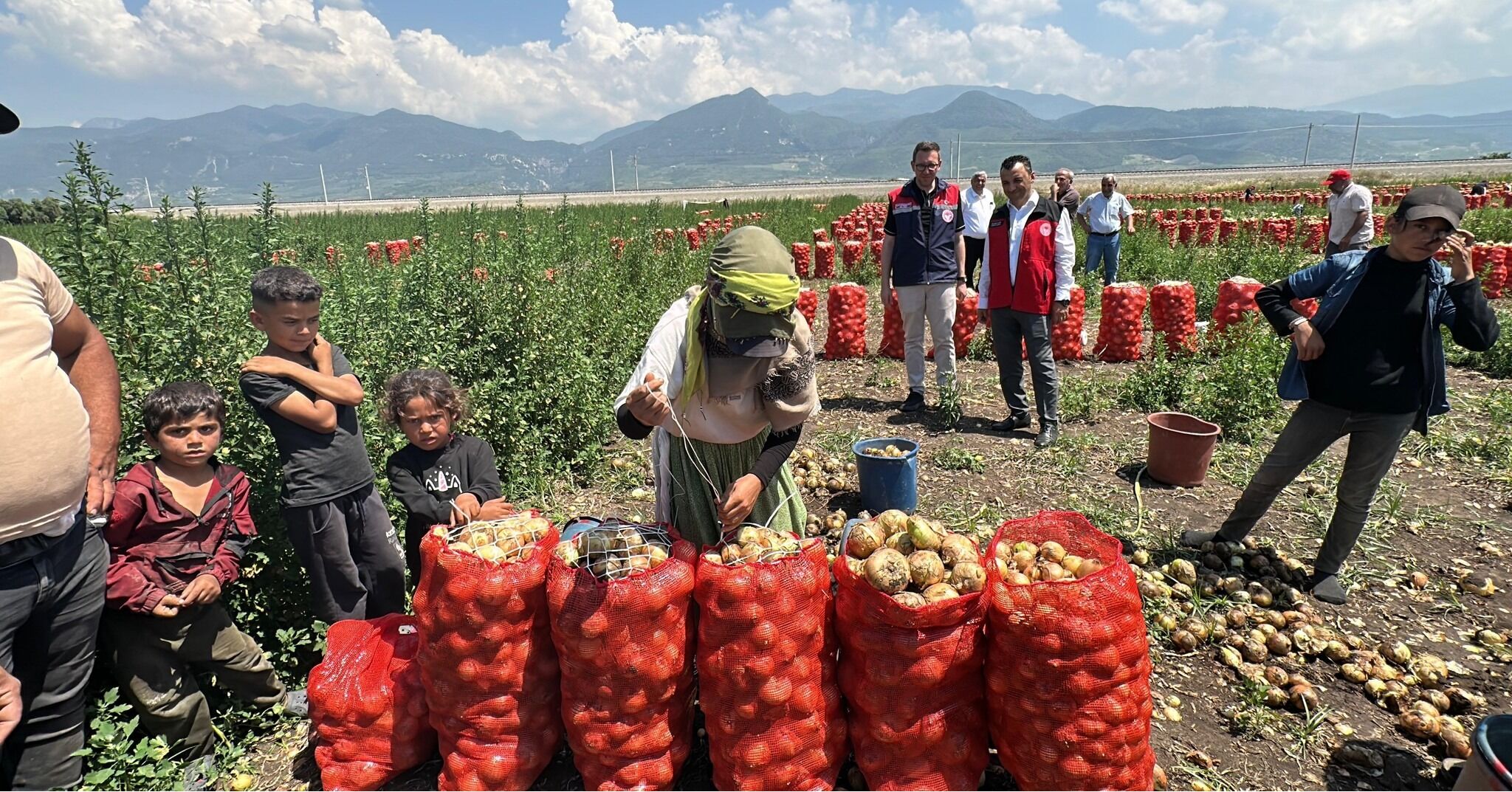 Osmaniye'de Soğan Hasadı Başladı (3)