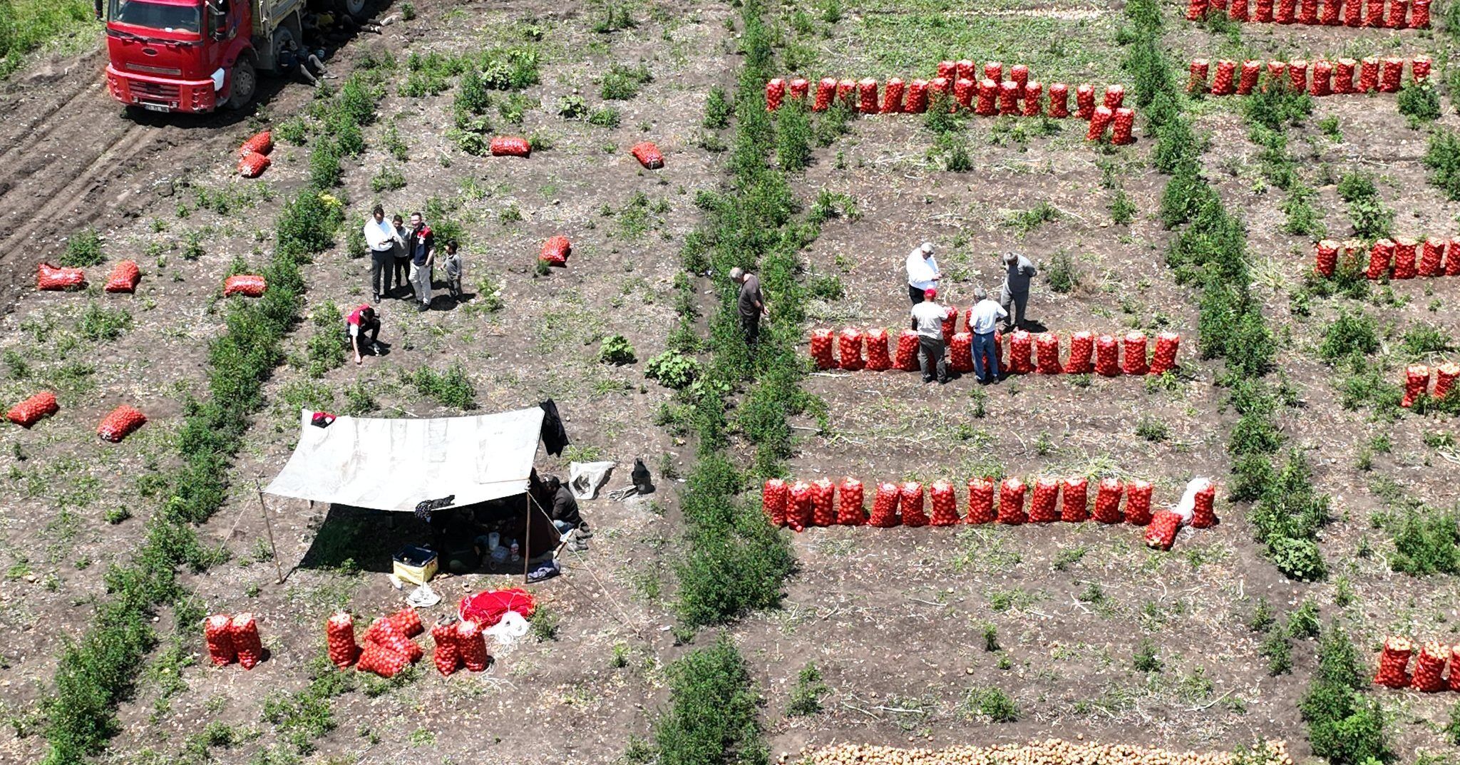 Osmaniye'de Soğan Hasadı Başladı (6)