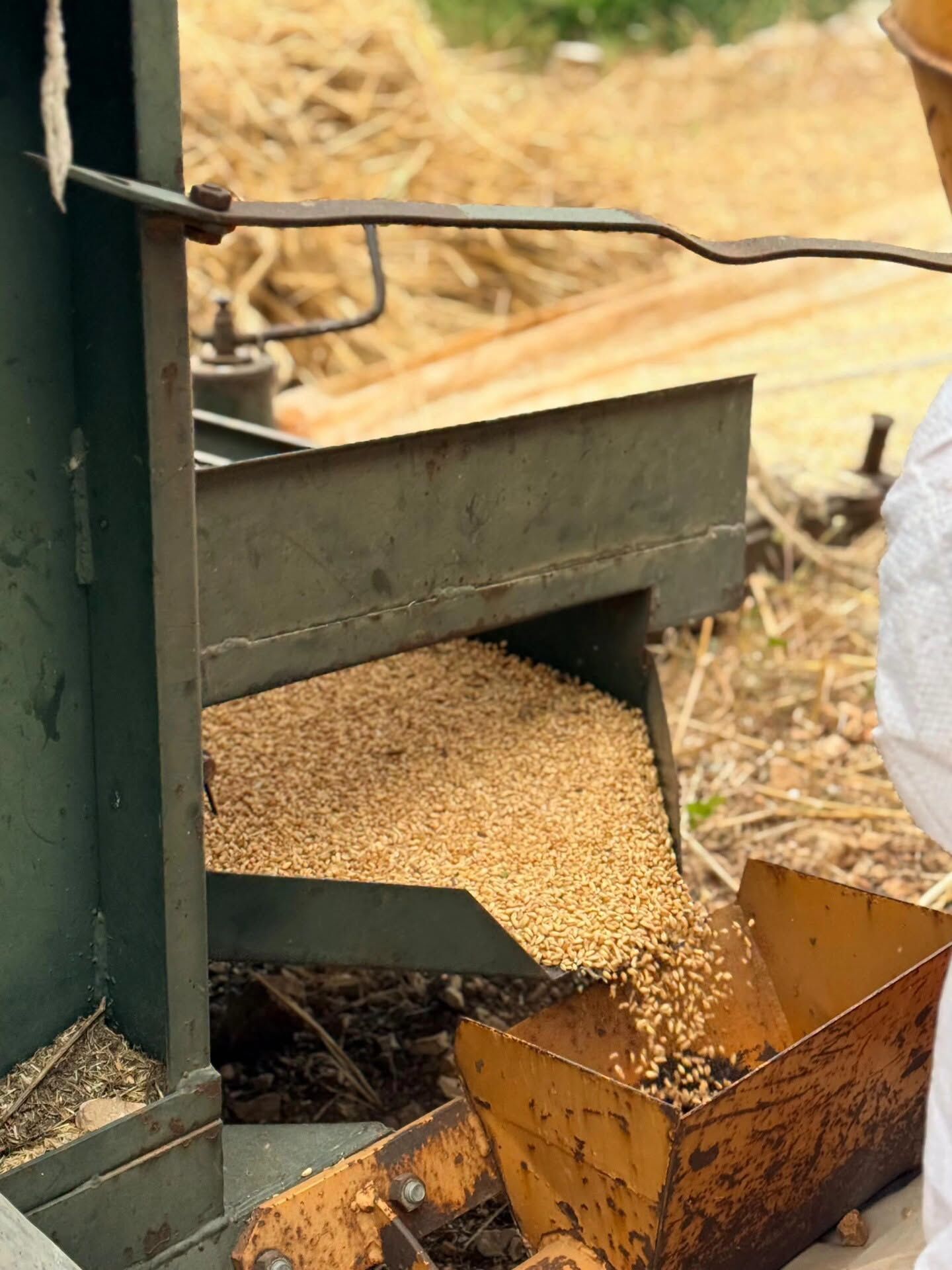 Yayladağı Kırsalında Hasat Sezonu Hareketliliği Başladı4