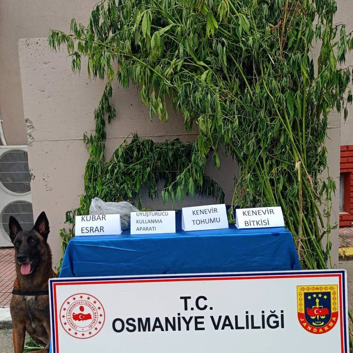 98 Kök Kenevir