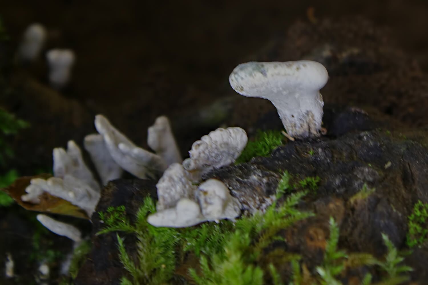 Amanos'ta Tüketilmemesi Gereken Mantarlar8