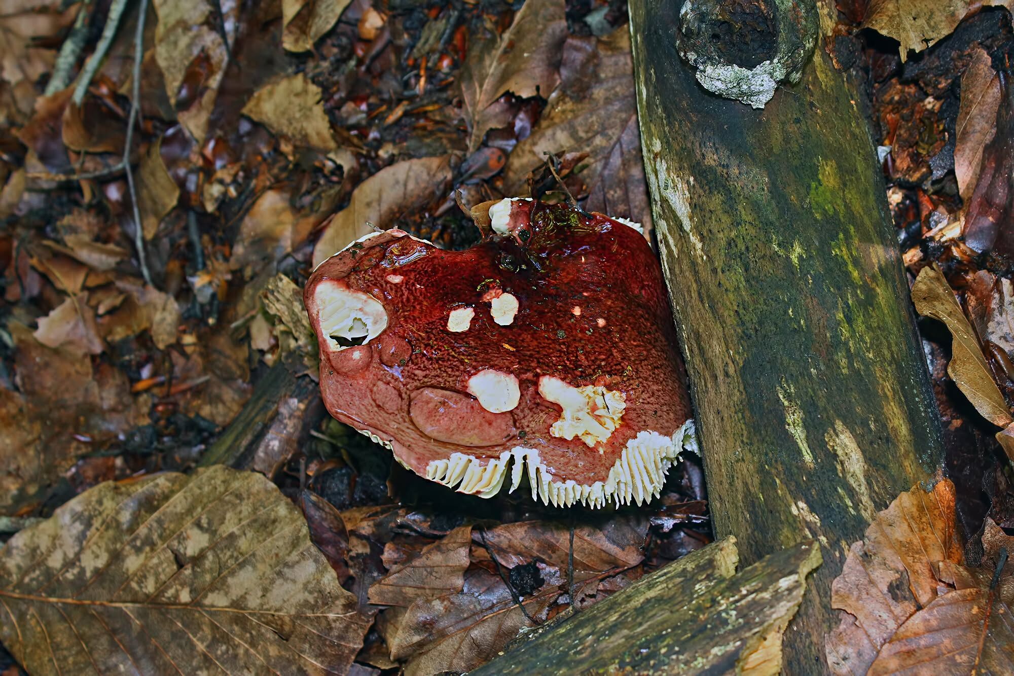 Amanos'ta Tüketilmemesi Gereken Mantarlar9
