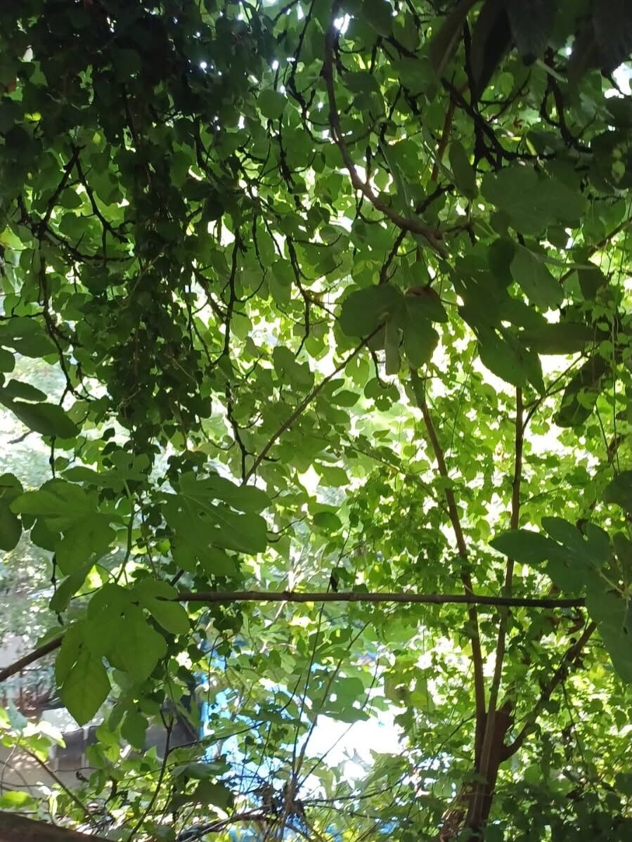 Antakya Harbiye Şelalesi Ziyaretçilerini Büyülüyor7