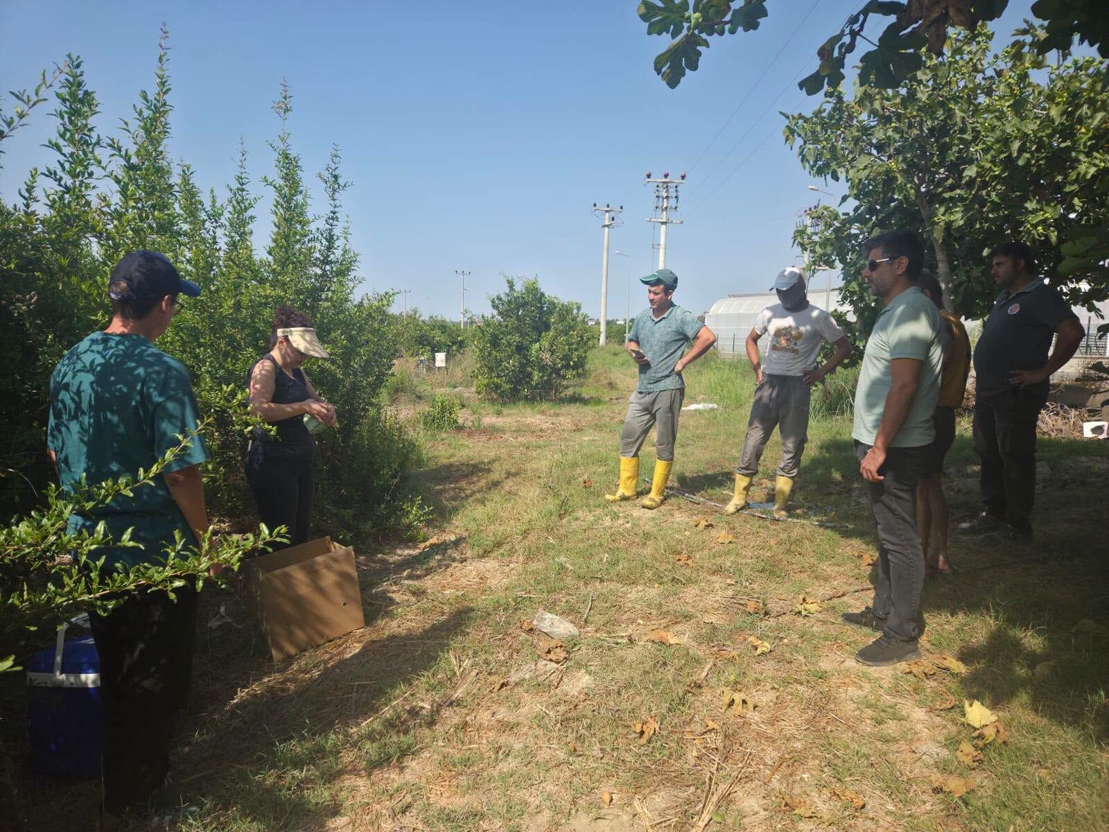 Antalya’da Nar Bahçelerinde Doğal Mücadele Çalışması