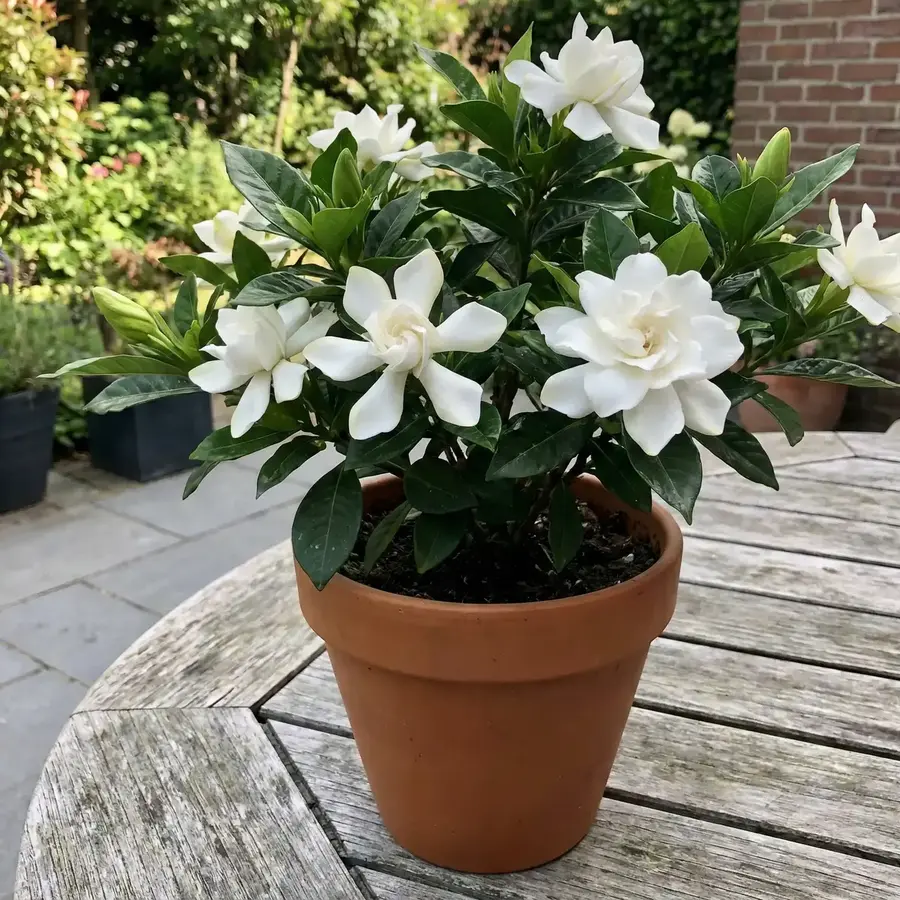 Gardenya