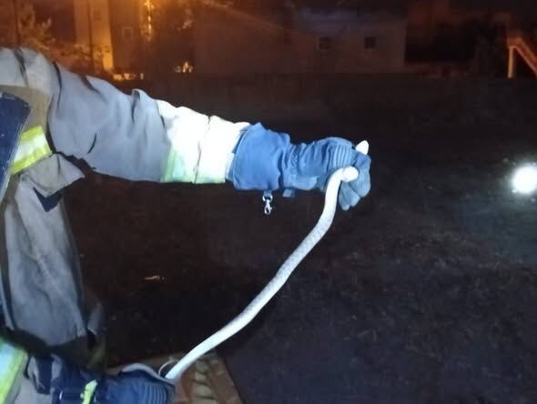 Hassa Ve Erzin’de Yılanlar Zarar Vermeden Kurtarıldı1