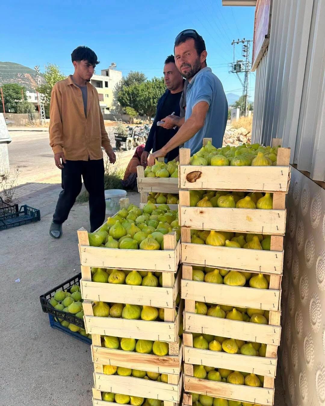 Hatay Aktepe’de İncir Hasadıyla Bereket Başladı5