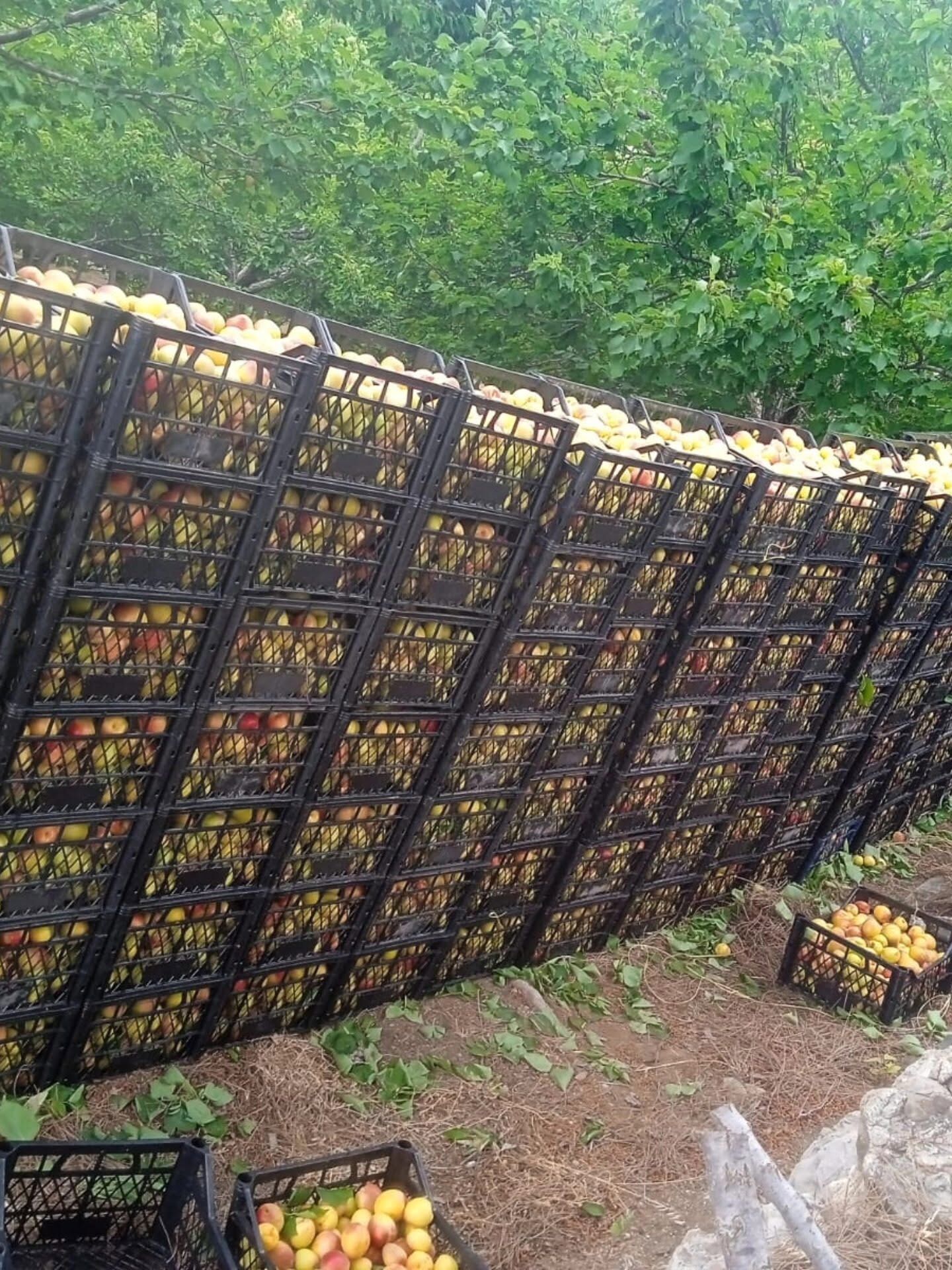 Hatay Arsuz Kozaklı Köyü’nde Kayısı Hasadı Başladı6