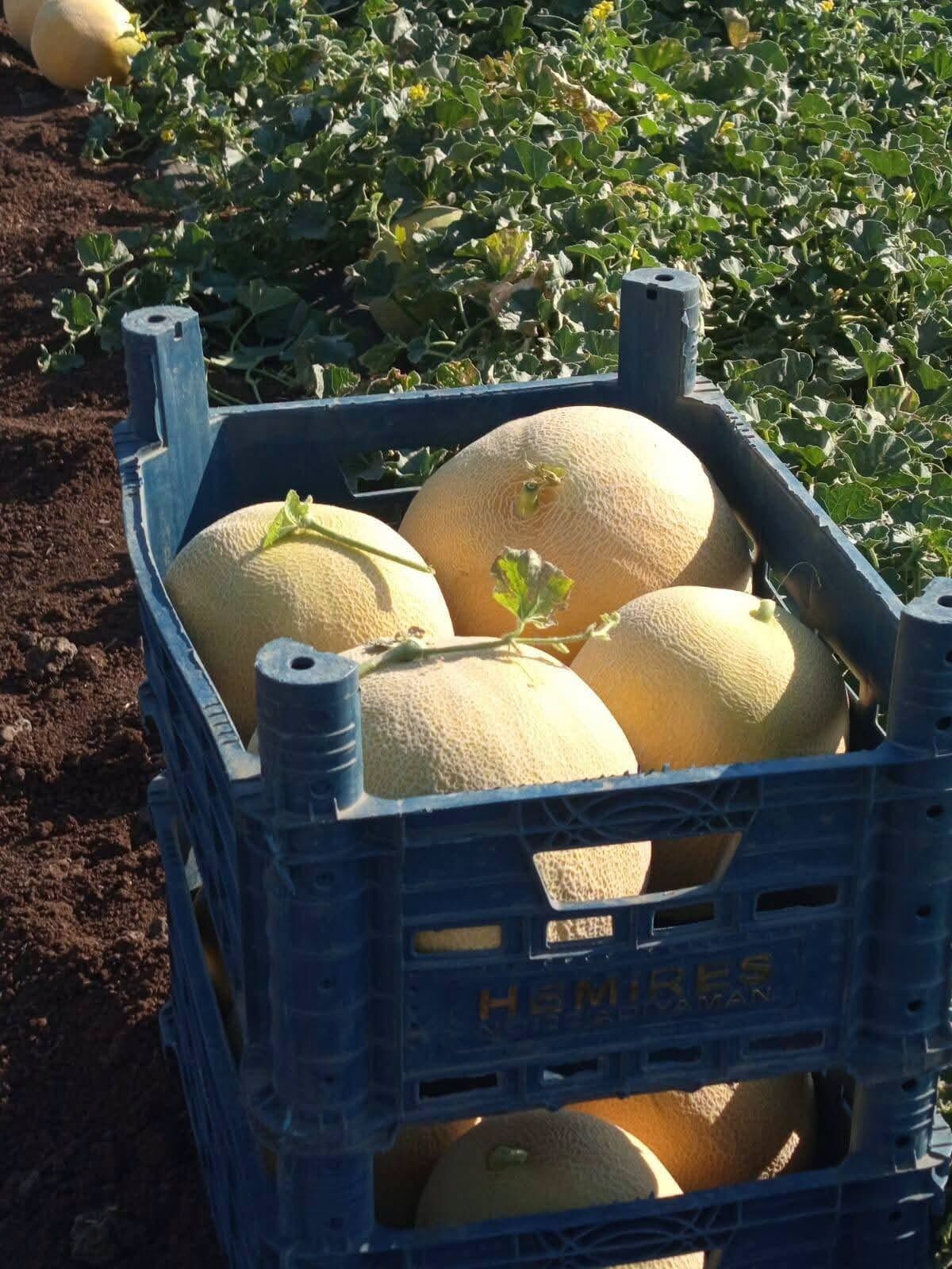Hatay'da Mis Kokulu Kavun Hasadı Başladı (3)