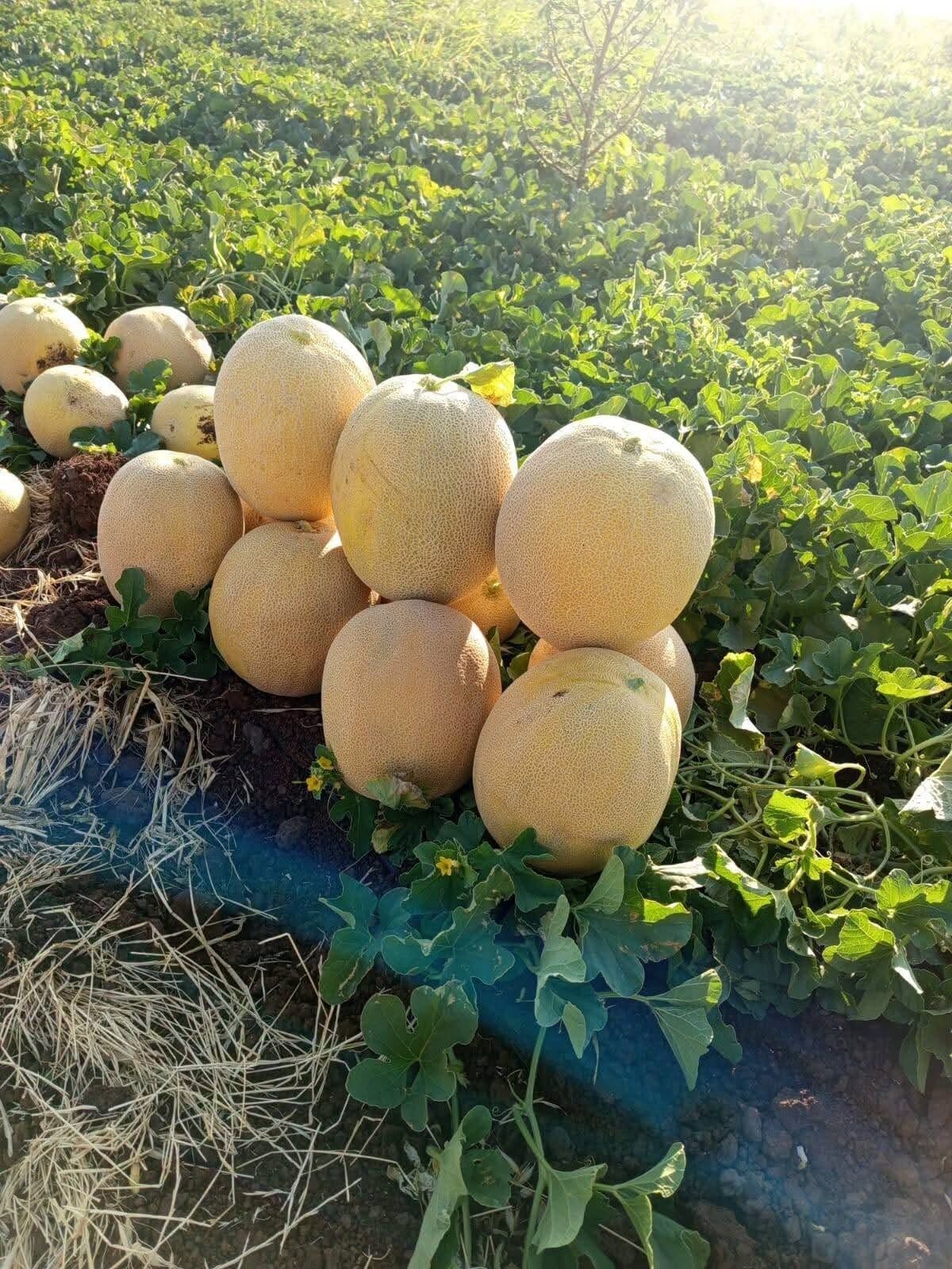 Hatay'da Mis Kokulu Kavun Hasadı Başladı (4)