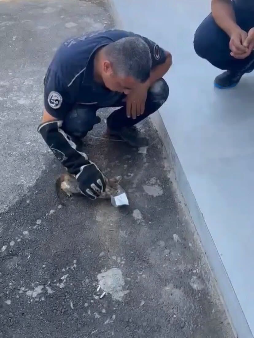 Hbb İtfaiyesi Minik Dostları Kurtardı1