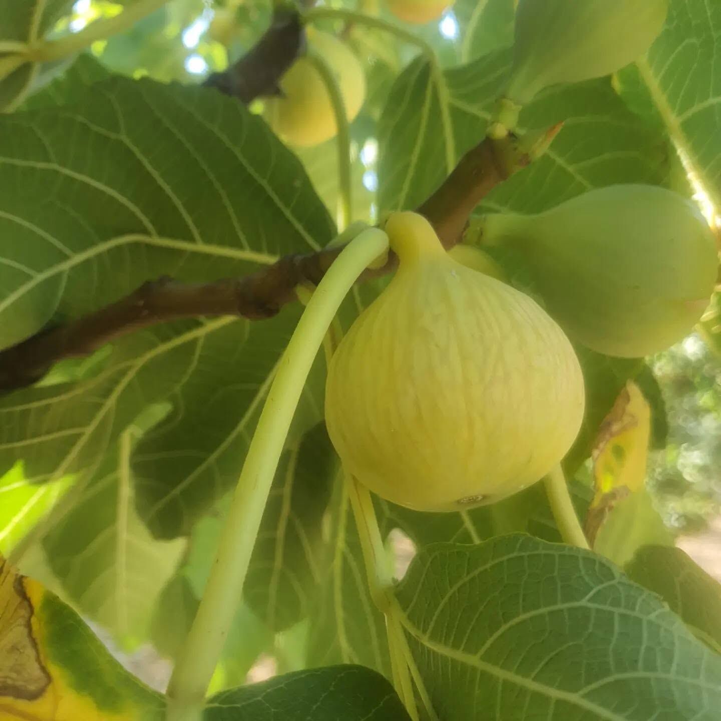 İzmir Gaziemir'in Meşhur Bardacık İnciri İlgi Görüyor3