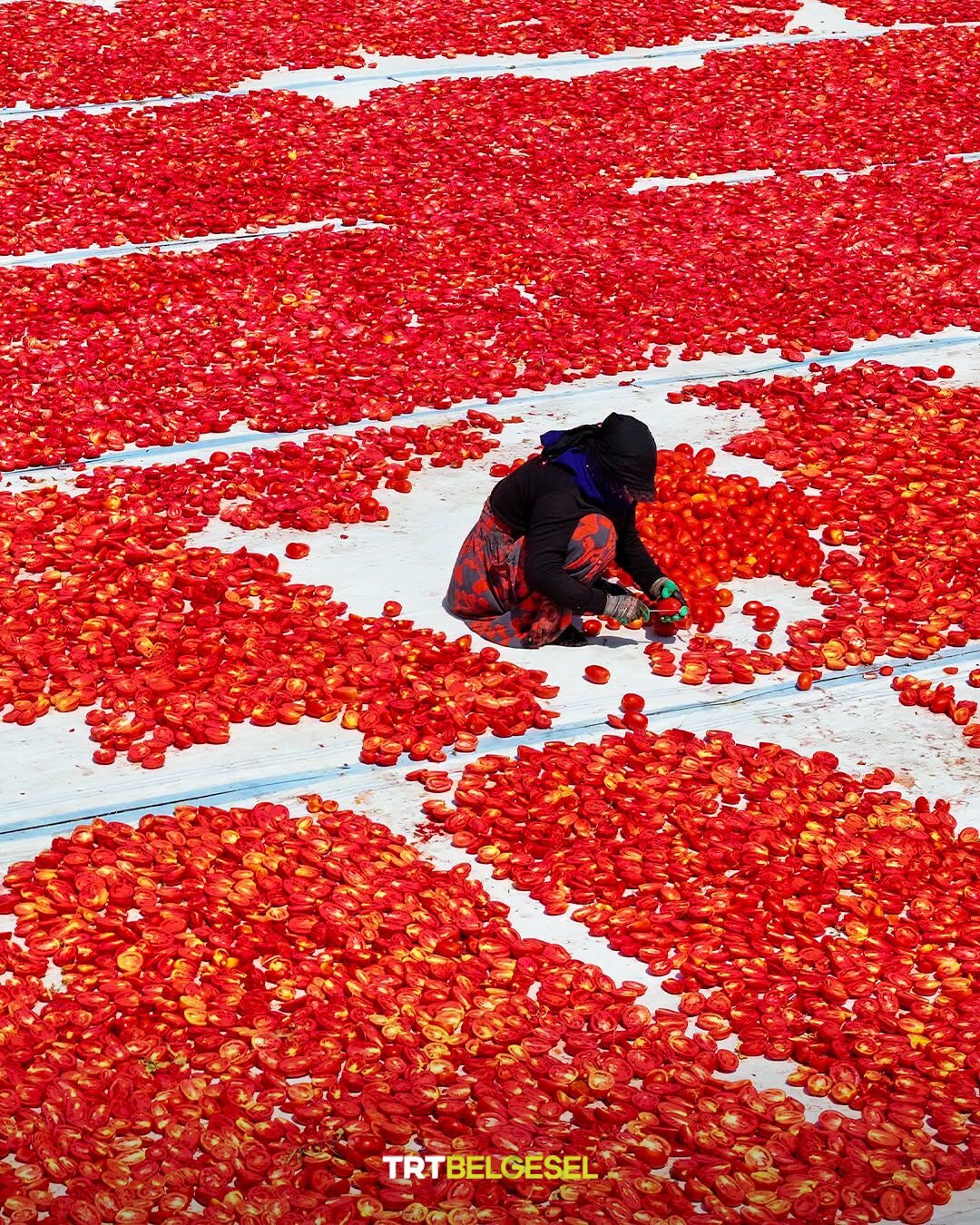 İzmir’de Domates Kurutma Sezonu Kırmızı Başladı2