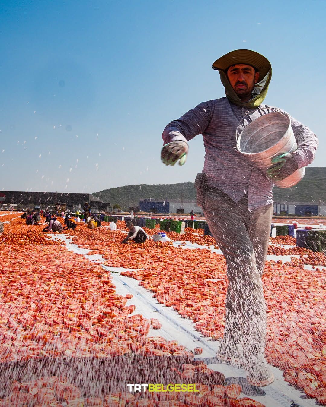 İzmir’de Domates Kurutma Sezonu Kırmızı Başladı4